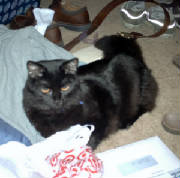 devilcat.jpg
